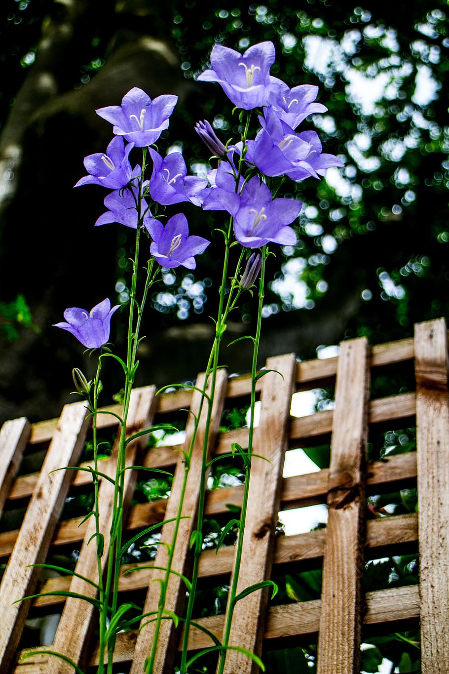 flower, nature, blue, spring, floral, garden, blooming, plant HD wallpaper