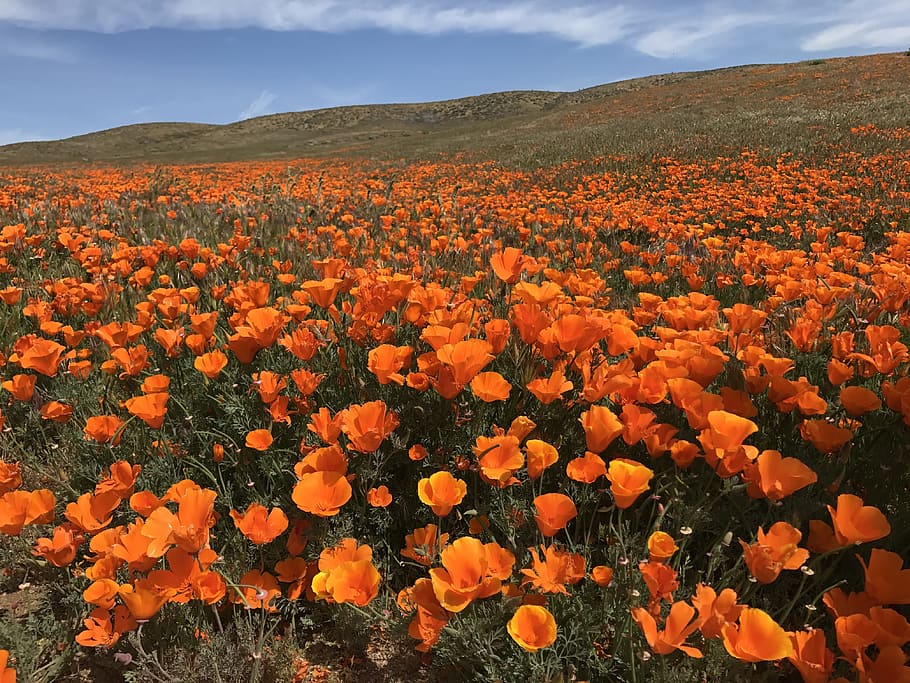 Hd Wallpaper Orange California Poppy Field In Mountain Poppies Flowers Bloom Wallpaper Flare