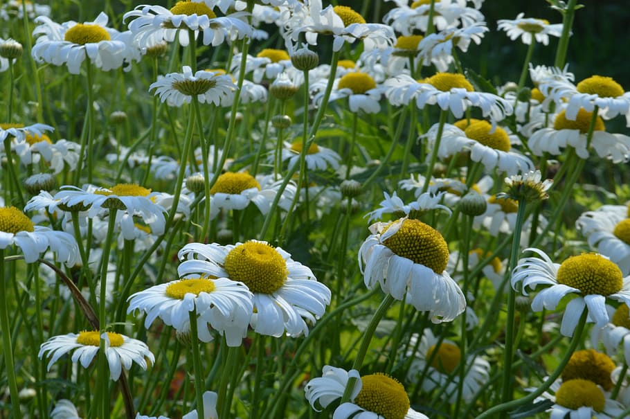 summer, chamomile, glade, greens, june, white, flower, flowers HD wallpaper
