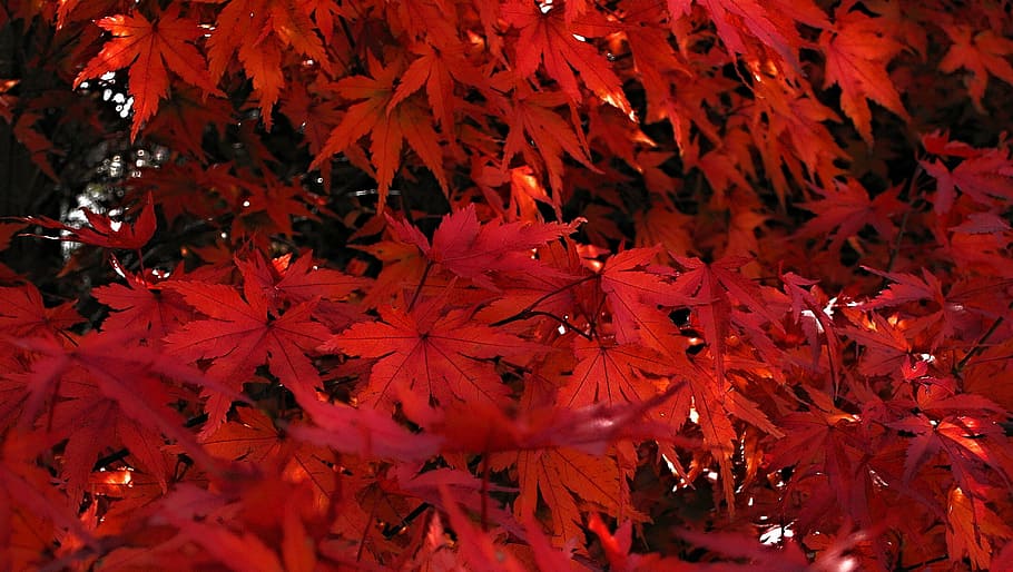 japanese, maple, red leaves of japanese maples, tree, branch