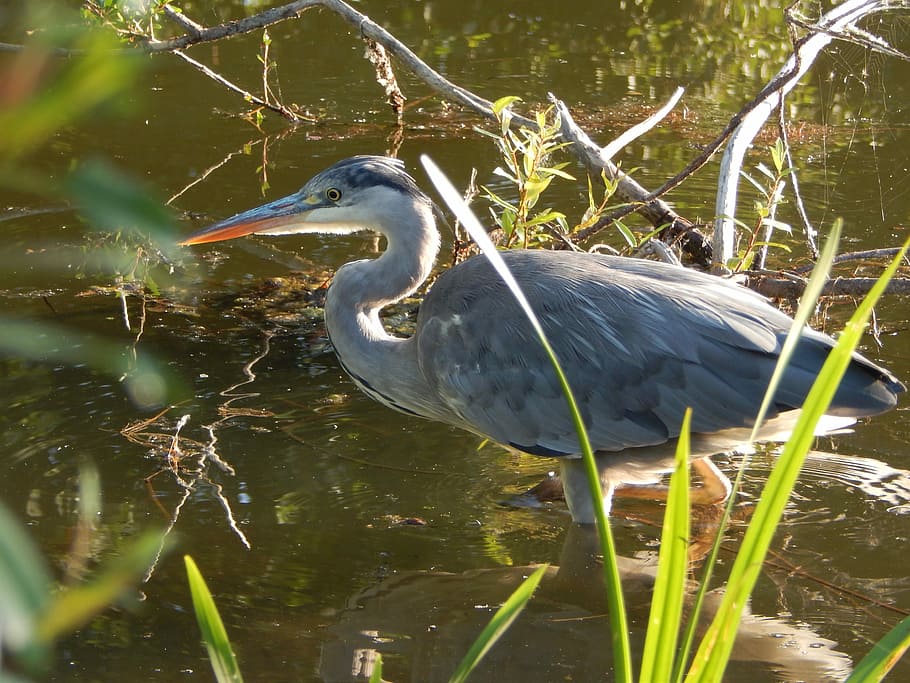 Heron, Bird, stalking, one animal, animals in the wild, animal wildlife HD wallpaper