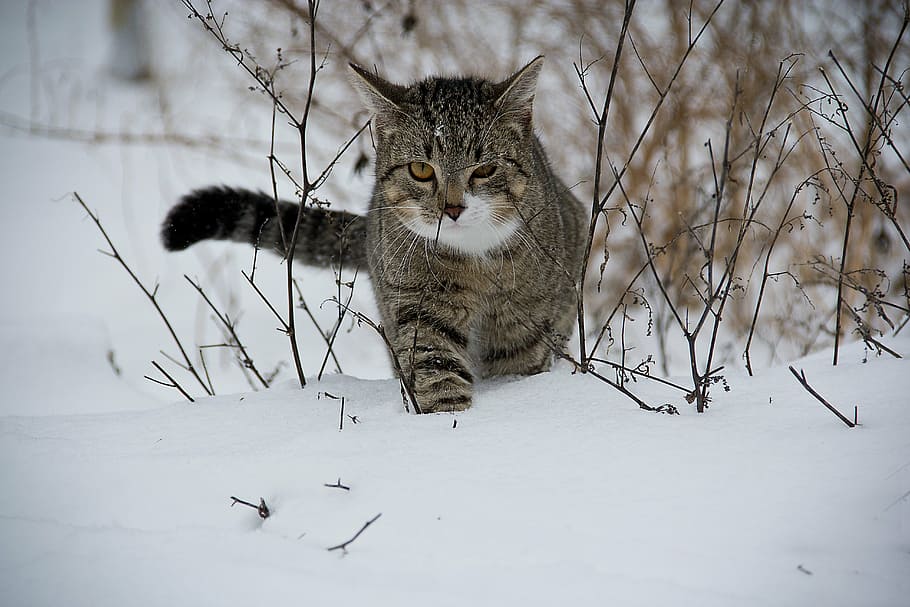 brown and black tabby cat in snowfield, animal, domestic Cat HD wallpaper