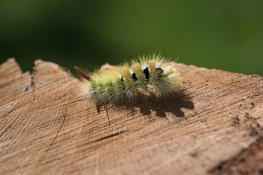 yellow and black green caterpillar on brown surface, nature, animal