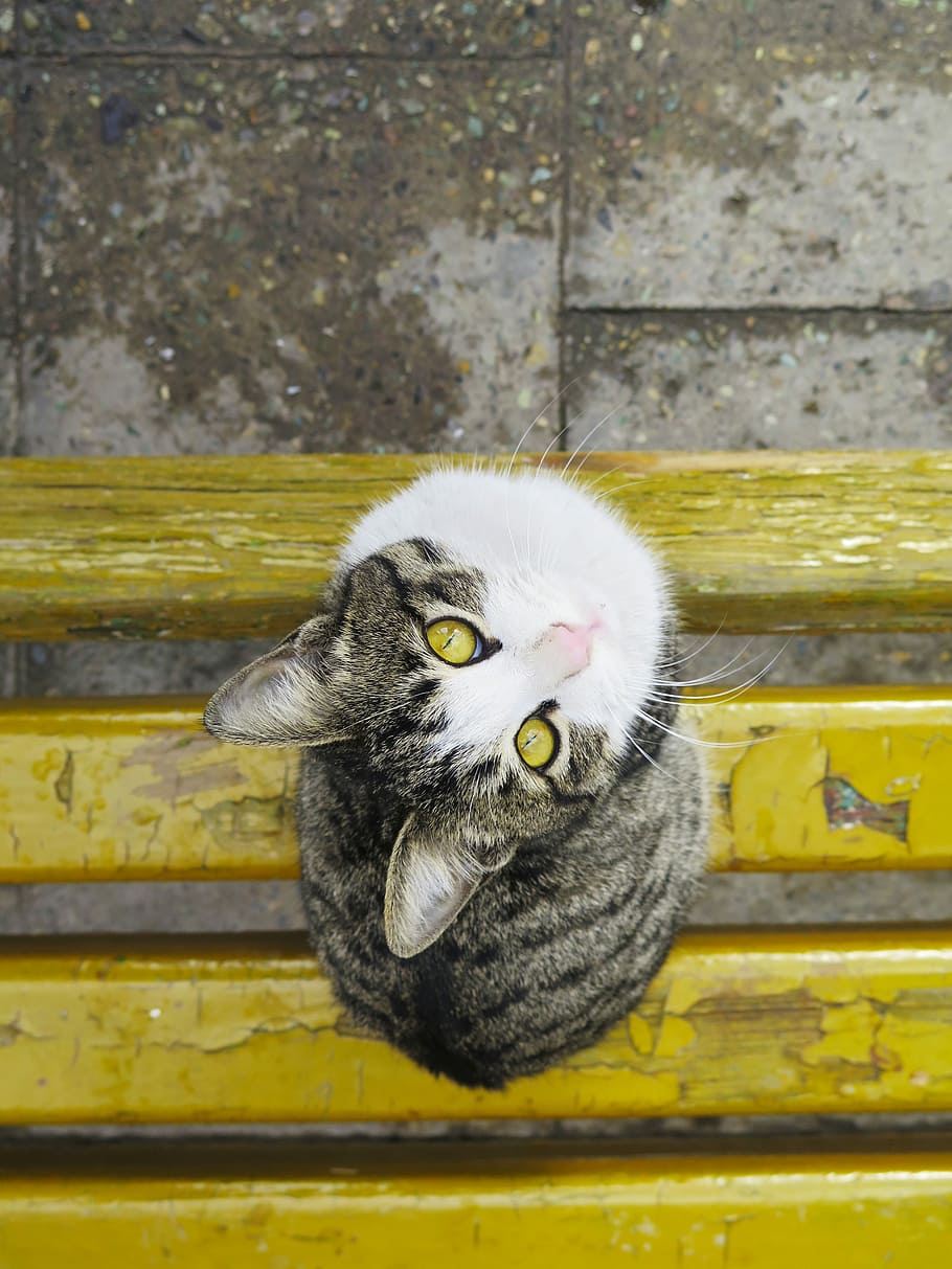 gray and black tabby cat on brown wooden plank, domestic Cat HD wallpaper