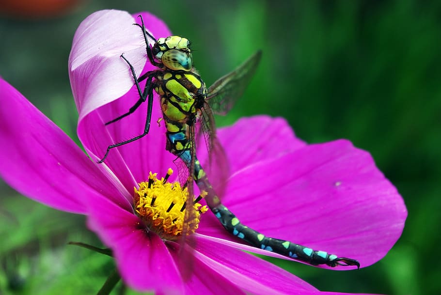 micro photography of green and black dragonfly perched on pink flower HD wallpaper