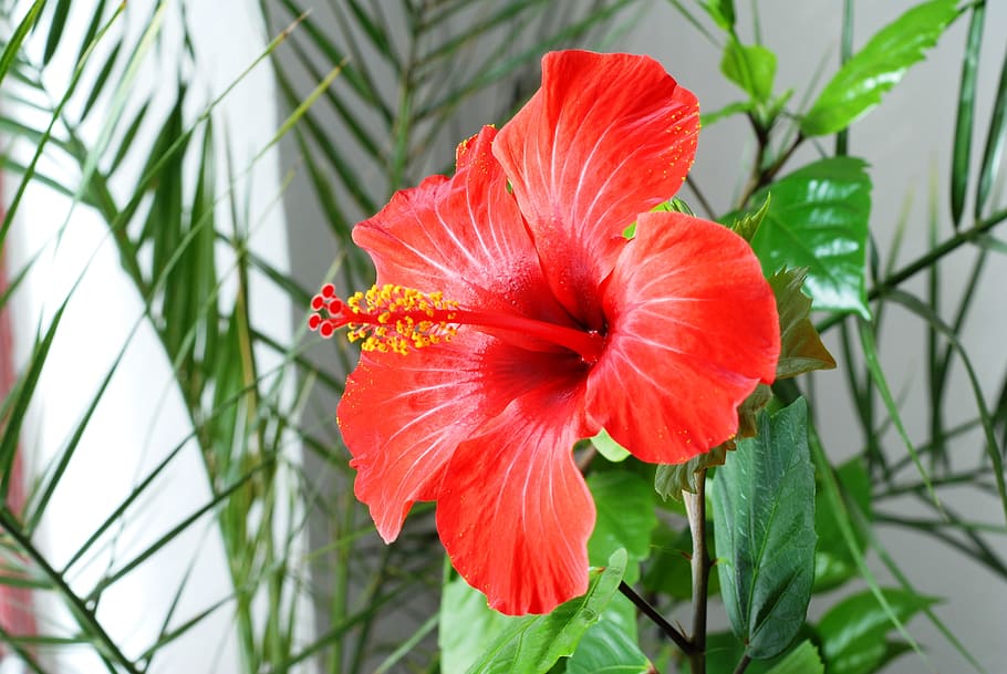 Flower, Hibiscus, red, nature, plant, summer, petal, leaf, close-up HD wallpaper