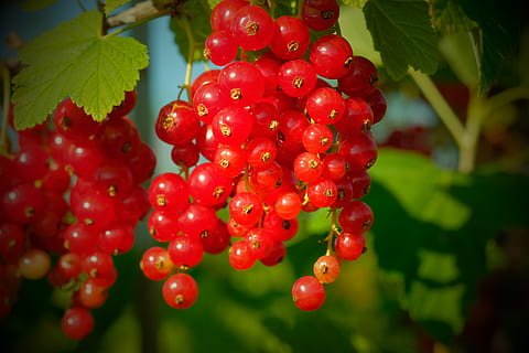 Currants, Berries, Red Currant, Fruit, fruits, soft fruit, gooseberry greenhouse HD wallpaper