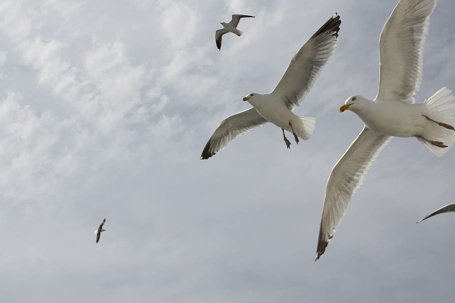seagull, flight, fly, sky, bird, animal, gulls, close, animal world HD wallpaper