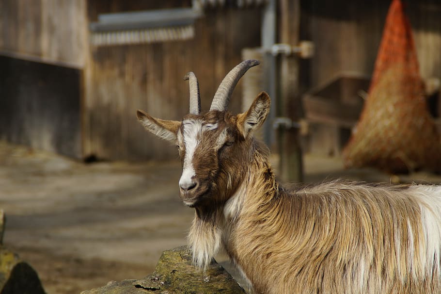 billy goat, male, animal, bock, farm, petting zoo, domestic goat, HD wallpaper