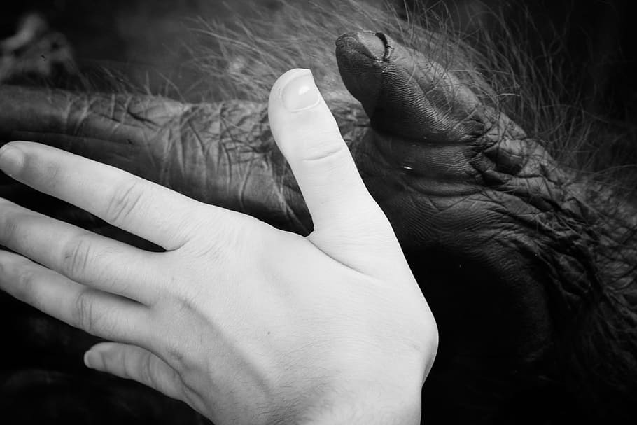 person hand and animal, ape, human, hands, monkey, zoo, gorilla, HD wallpaper