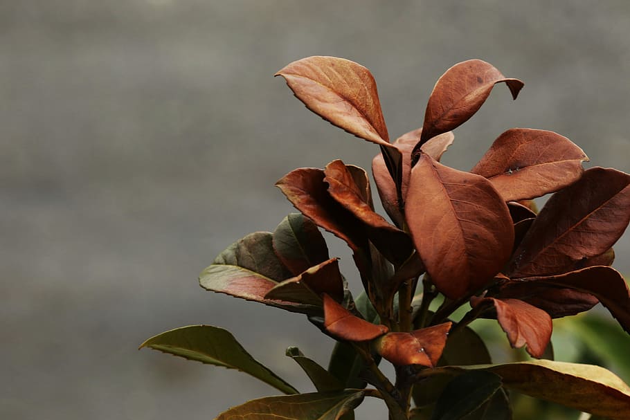 nature, leaf, plant, flora, outdoors, plant part, close-up HD wallpaper
