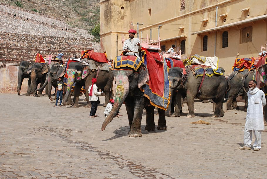 man riding elephant, Jaipur, Fort, Elephants, Rajasthan, pachyderm, HD wallpaper