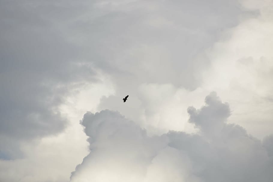 sky, fly, hawk, cloud - sky, animal, animal themes, low angle view HD wallpaper