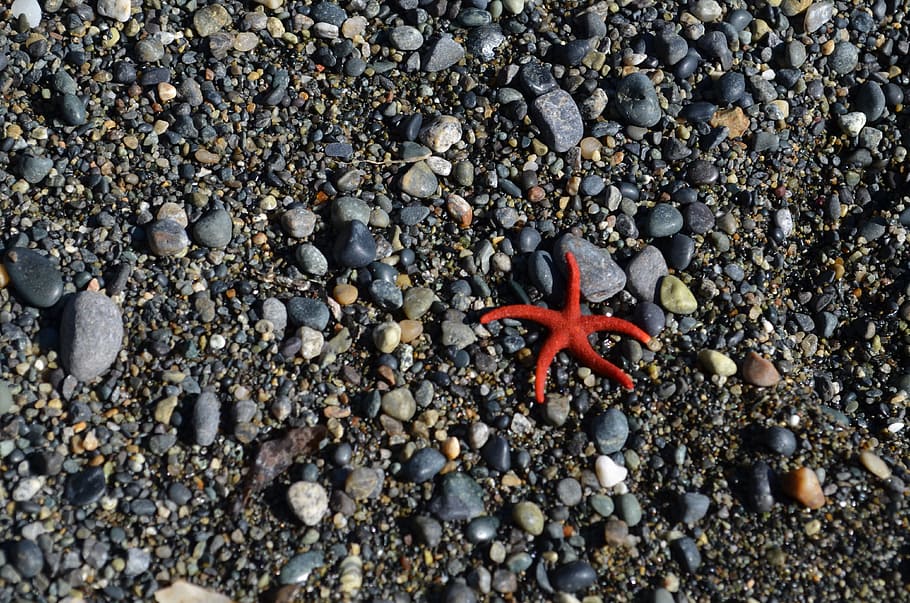 starfish in the pebbles, red starfish on ground, gray, black, HD wallpaper