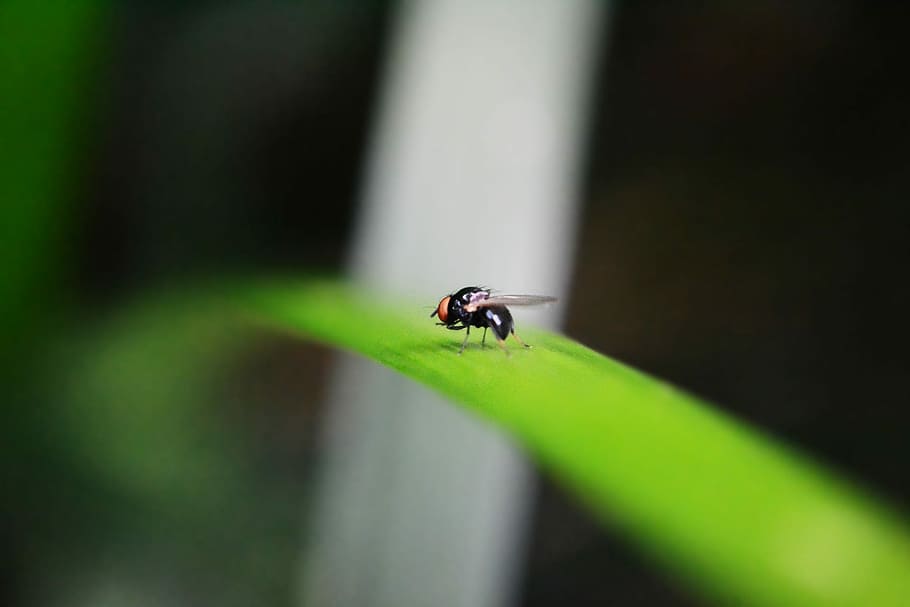 Inset, Pest, Animal, tiny fly, fruit fly, nature, wildlife HD wallpaper