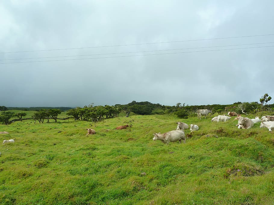 cattle, cows, landscape, field, rural, grass, countryside, mammal HD wallpaper