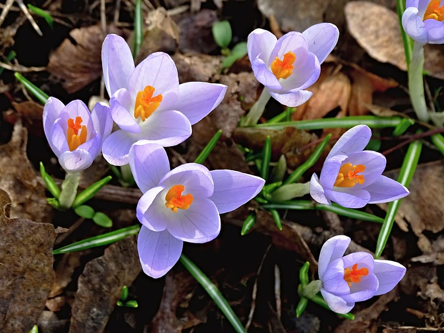 shallow focus photography of purple petaled flowers, crocus HD wallpaper