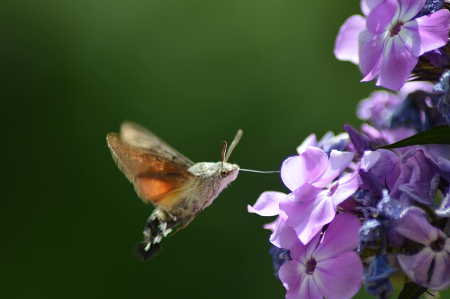 flower, butterfly, green, flowering plant, one animal, fragility HD wallpaper