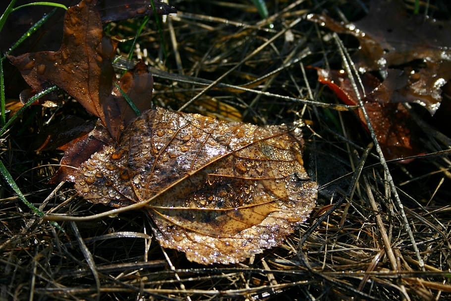 Leaf, Leaves, Dew, Moist, Autumn, autumn leaf, fall foliage HD wallpaper