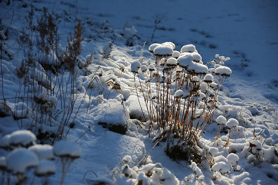 nature, winter, snow, wintry, winter cold, frost, cold - Temperature HD wallpaper