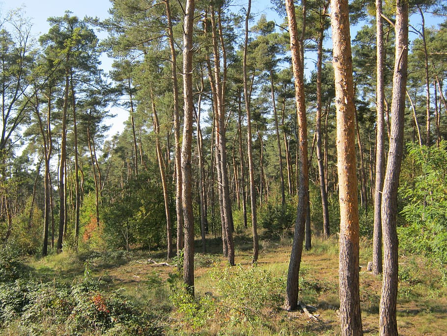 pine forest, palatinate, plant, tree, land, tranquility, growth HD wallpaper