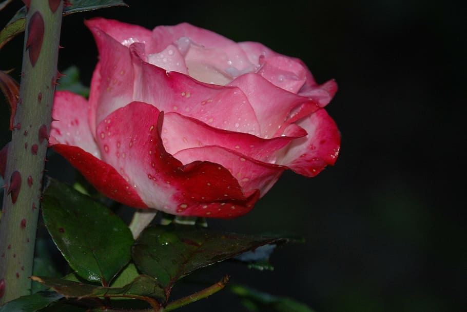 pink and white rose flower selective-focus photography, drops HD wallpaper