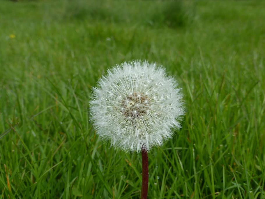 dandelion, single, meadow, grass, fluffy, delicate, softness HD wallpaper