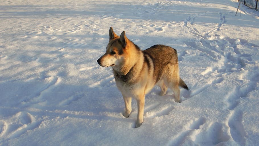 Dog, Wolf, Snow, on, cold temperature, one animal, animal themes HD wallpaper