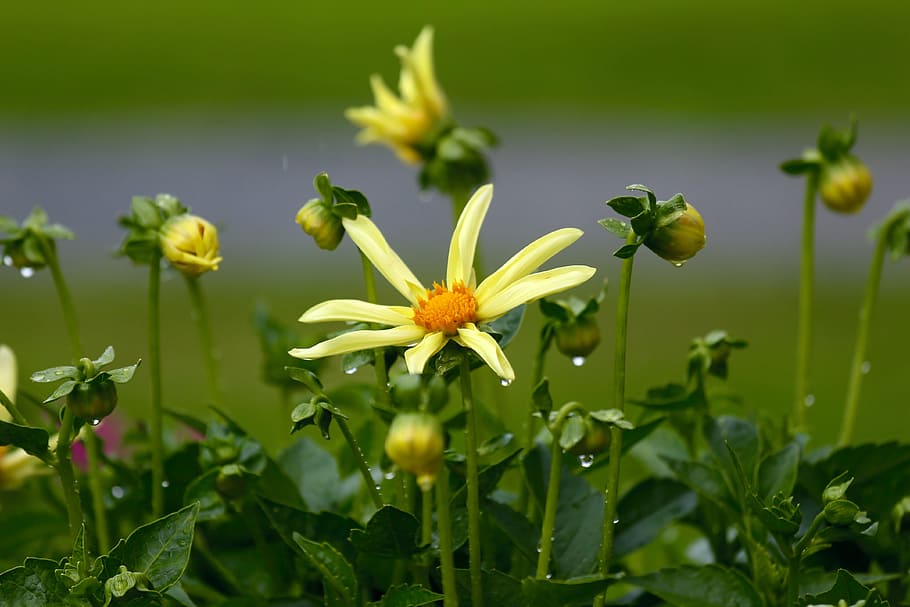 HD wallpaper: Yellow, Plant, Flower, flowers, yellow flower, dahlia