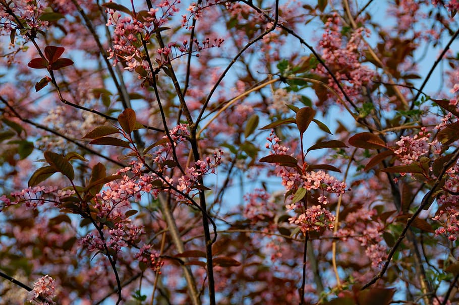 blossom, branches, spring, bloom, tree, season, leaves, plant HD wallpaper