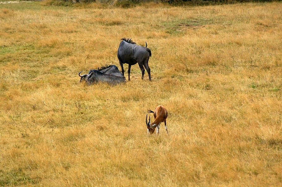 Zoo, Animals, Tree, Water, Park, animal park, nature, herd HD wallpaper