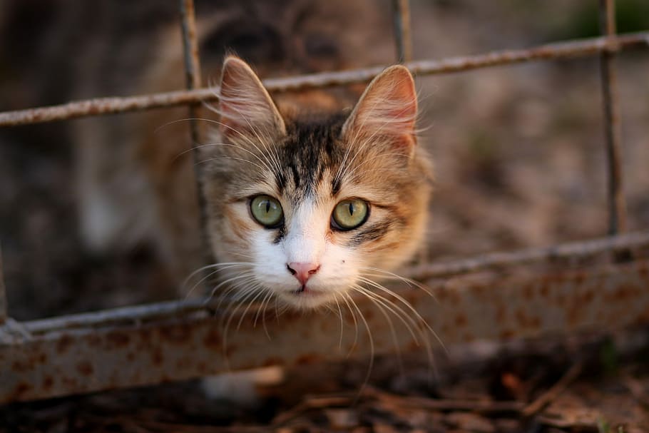 cat's head outside of screen, coloring, pet, about, animal themes HD wallpaper