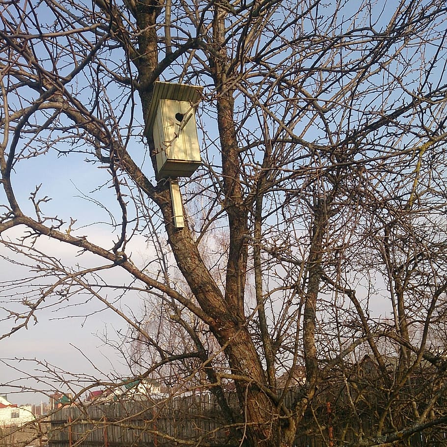 spring, birdhouse, tree, bare tree, low angle view, plant, no people HD wallpaper