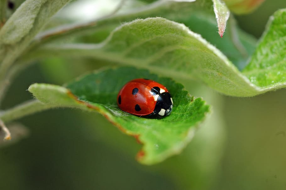ladybug, nature, points, insect, leaf, luck, invertebrate, beetle HD wallpaper