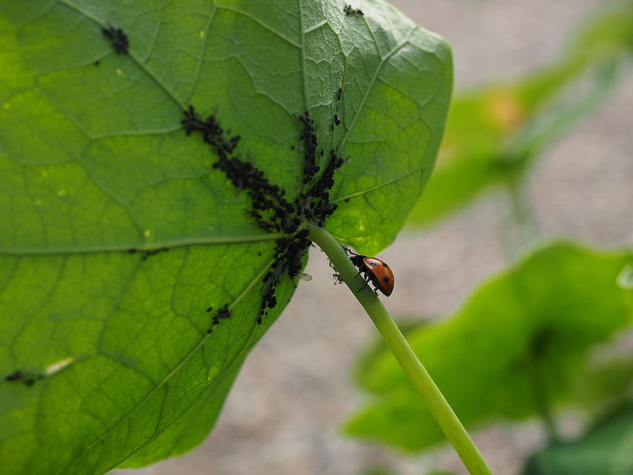 Ladybug, Lice, Eat, Banquet, hunting, coccinellidae, beetle, HD wallpaper
