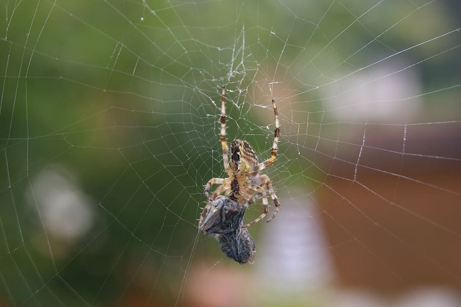 spider, fly, spider network, eat, prey, autumn, nature, spider web HD wallpaper