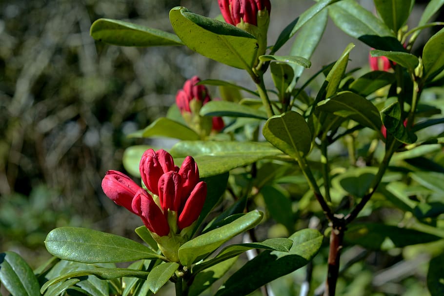 red flowers, rhododendron, bud, spring, blossom, bloom, plant HD wallpaper