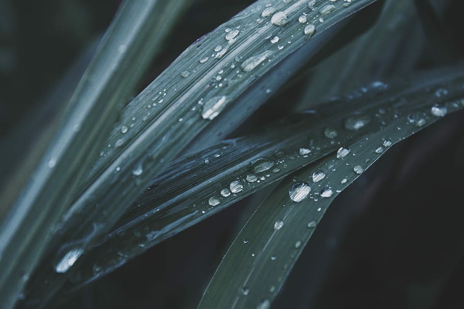 macro photo of dew in leaves, water drops on leaves, leaf, droplet HD wallpaper