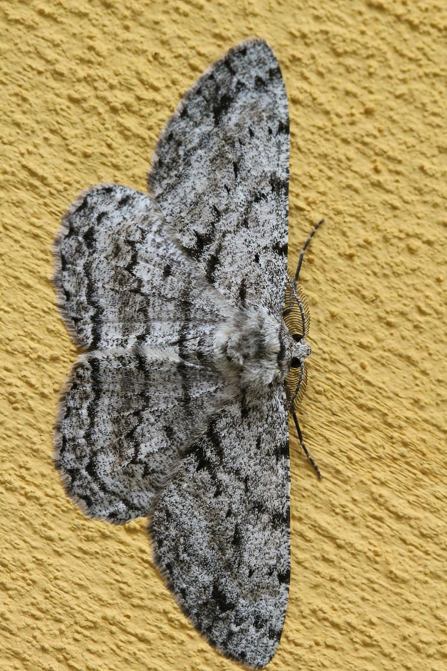 wallpaper, natural, close on, pattern, butterfly, no people HD wallpaper