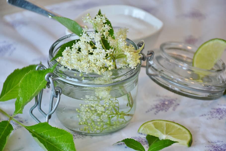 white clustered flowers in clear jar with lid, elder, elderflower HD wallpaper