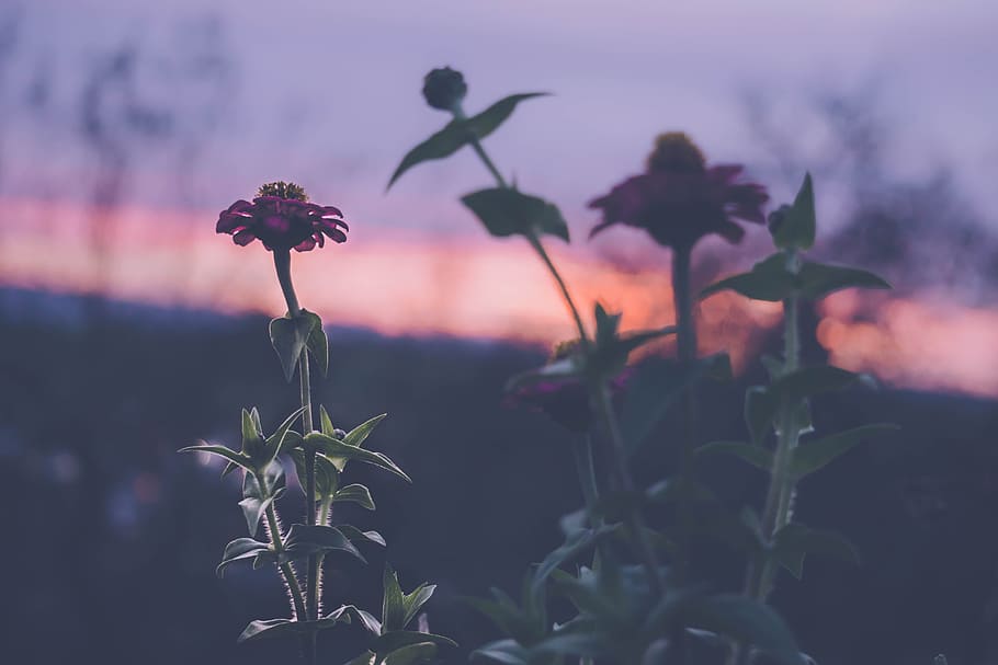 Red Zinnia Flower, bloom, blooming, blur, buds, clouds, colors HD wallpaper