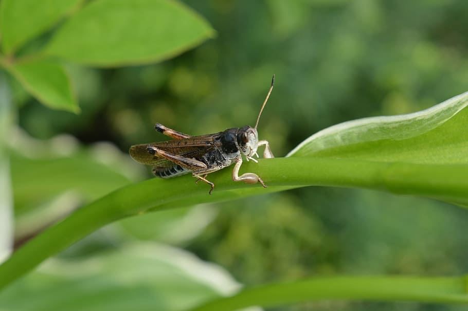 grass, grasshopper, summer, insects, nature, one animal, animal themes HD wallpaper