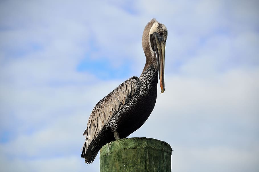 Pelican, Piling, Nature, Bird, resting, water, beak, animal, HD wallpaper