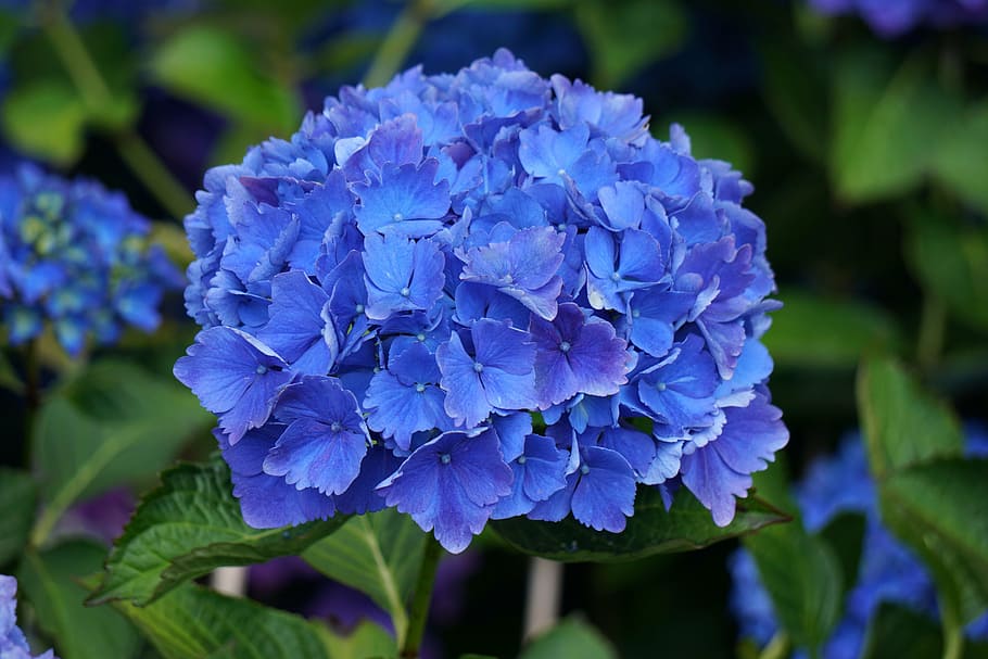 flower, hydrangea, blue, flora, botany, flowering, garden, flowering plant HD wallpaper