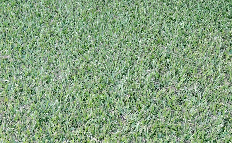 lawn, grass, green, texture, green color, full frame, backgrounds HD wallpaper