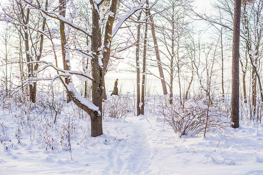 brown bare trees surrounded with snow during daytime, walking HD wallpaper