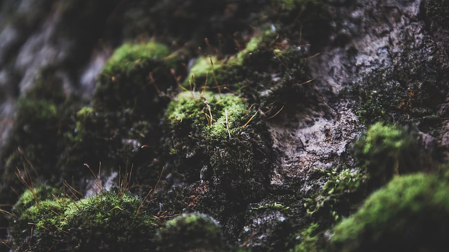 background image, moss, tree, micro, the branch of a tree, plant, HD wallpaper