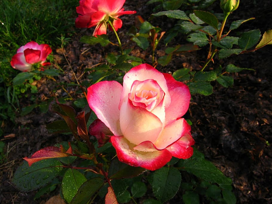 flower, leaf, rose, plant, flowering plant, beauty in nature HD wallpaper