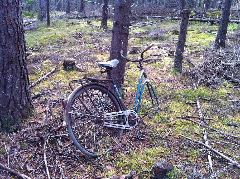 nature, forest, cycle, tree, old, scrap, green, spring, moss HD wallpaper