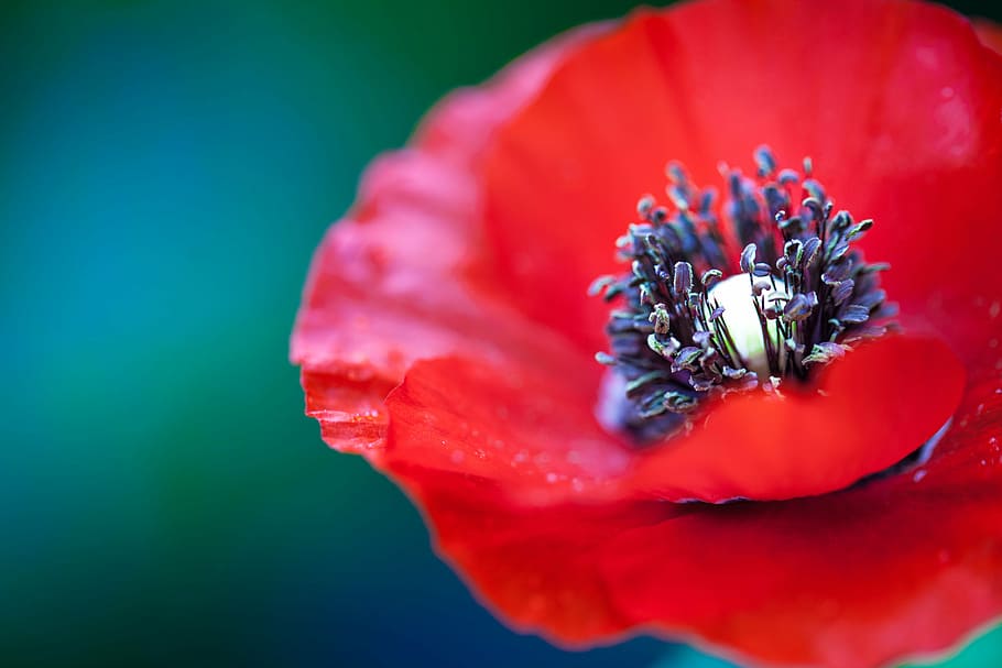 closeup photo of red poppy flower, ref, petals, nature, plant HD wallpaper